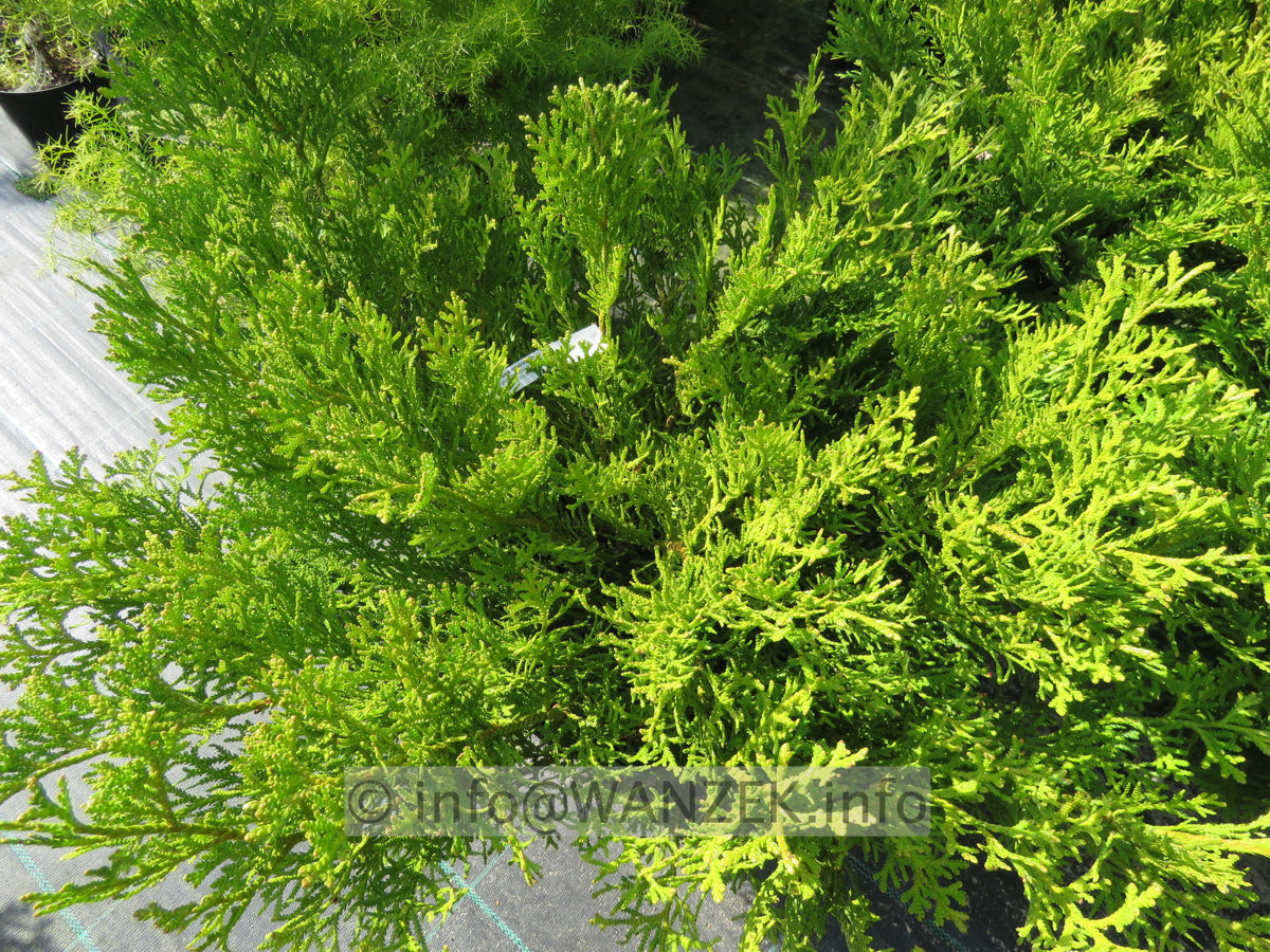 Thujopsis dolabrata Minima 02.JPG